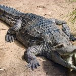 Snappy Crocodile template