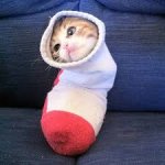 Sock cat