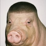 pig haircut