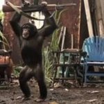 Monkey Bonkey