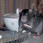 haven t heard that in a while template