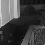 cursedfalling GIF Template