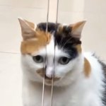 gato con nariz atrapada
