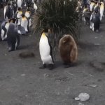 Penguins GIF Template