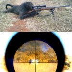 Monkey Taking Aim