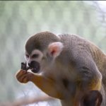 Greedy Monkey