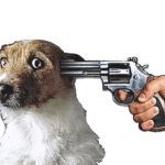 gun to dog's head