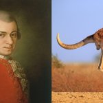 Mozart vs Kangaroo (fixed)