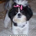 Rosalina | HELLO, WELCOME TO THIS PLACE FULL OF MEMES; ALLSO LOOK AT THIS DOG | image tagged in rosalina | made w/ Imgflip meme maker