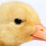 duck unimpressed template