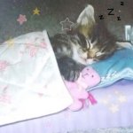 Cat sleeping