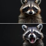 angry raccoon
