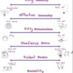 What's your kitty spectrum meme