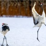 Bird dancing template