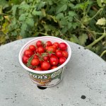 Cherry tomatoes, October 24, 2025