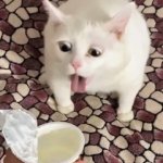 cat yogurt