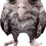 owl