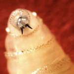 Screwworm