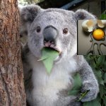 COOL EGG ON RIGHT | image tagged in memes,surprised koala | made w/ Imgflip meme maker