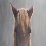 soggy and depressing horse meme