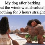 I swear those things hallucinate | My dog after barking out the window at absolutely nothing for 3 hours straight: | image tagged in gifs,memes,funny,dogs,relatable,what can i say except you're welcome | made w/ Imgflip video-to-gif maker