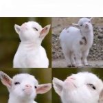 Smug goat