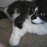 fluffy tuxedo cat template
