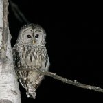 owl in the night