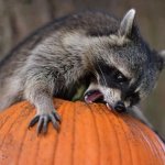 Hungry Racoon