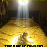 Questing Cat | I WILL GET BACK TO THE QUEST ONCE THIS NAP IS OVER. THIS BRIGHT SUNLIGHT SHOULD NOT GO TO WASTE. | image tagged in chosen one cat | made w/ Imgflip meme maker