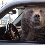 Bear driving a car
