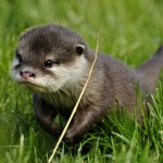 Otter