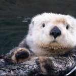 Otter