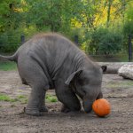 elephant pumpkin