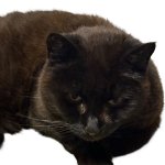 Mirris from Falkenberg