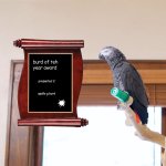 Apollo and Frens - Burd of teh Year