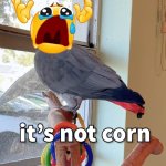 Apollo and Frens - It's Not Corn