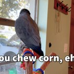 Apollo and Frens - You Chew Corn, Eh?