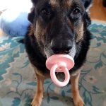 Dog pacifier