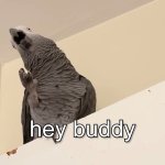 Apollo and Frens - Hey, Buddy