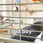 Apollo and Frens: "Good boy~" - Apollo G. Burd