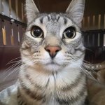 that cat from the thousand yard stare meme, clean