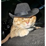 Cat in a cowboy hat
