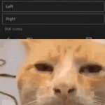 huh? | image tagged in gifs,cat,memes,fun,wtf,youtube | made w/ Imgflip video-to-gif maker