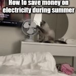 How to save money in the summer with a cat | How to save money on
electricity during summer | image tagged in gifs,money,electricity,cats | made w/ Imgflip video-to-gif maker