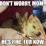 Cat knife Dog | DON'T WORRY, MOM... HE'S FINE. FOR NOW. | image tagged in cat knife dog | made w/ Imgflip meme maker
