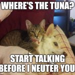start talking or stop walking | WHERE'S THE TUNA? START TALKING BEFORE I NEUTER YOU. | image tagged in cat knife dog | made w/ Imgflip meme maker