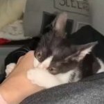 cat bite meme
