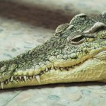 sad crocodile