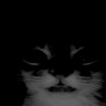 orange cat uncanny stare meme